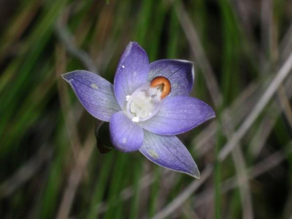 Thelymitra brevifolia - Peppertop Sun Orchid.jpg